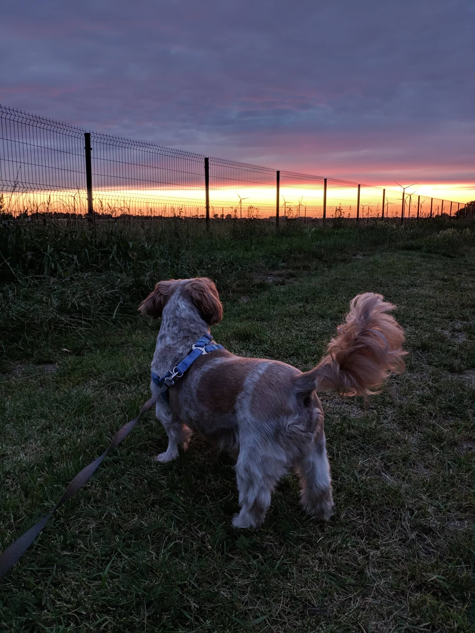Pies na spacerze z zachodem słońca